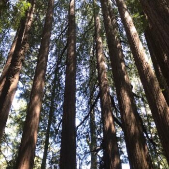 talltrees talltrees