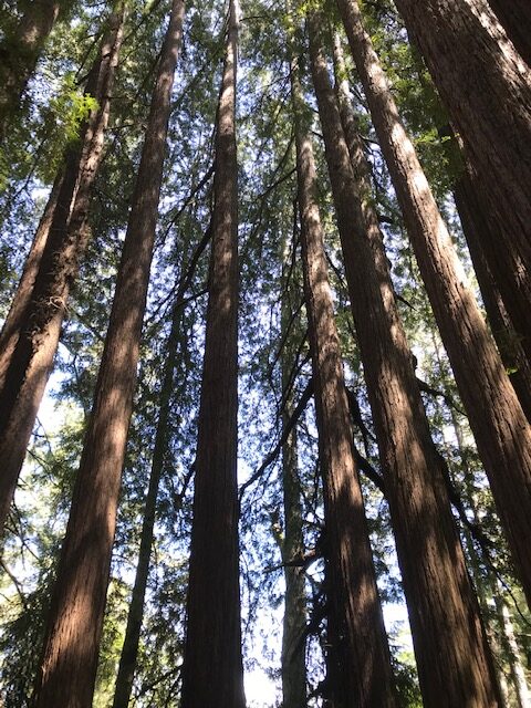 talltrees talltrees