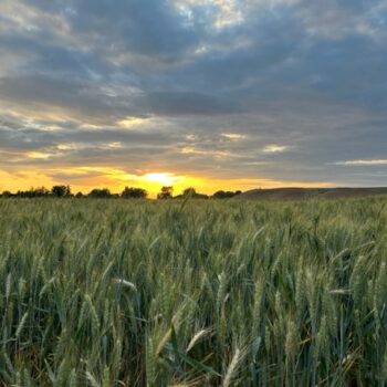 wheat wheat