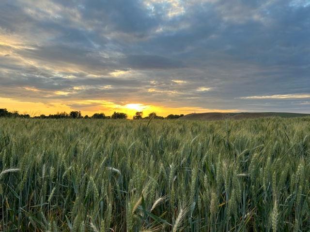 wheat
