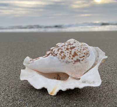 Shell