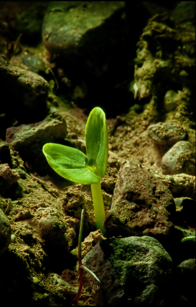 plant