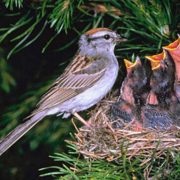 sparrow