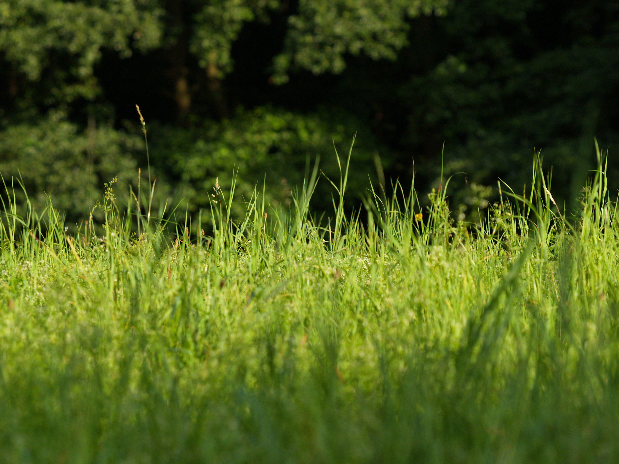 Green grass Green grass